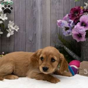 Skye, Miniature Golden Retriever Puppy
